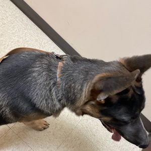 Meet your Posher, Daniela